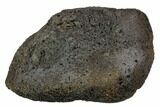 Large, Fossil Whale Ear Bone - Miocene #130243-1